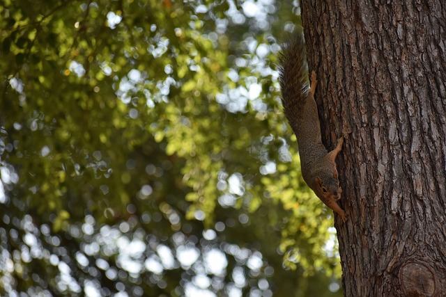 中国的普及 中国的普及